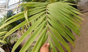 BURRETIOKENTIA KOGHIENSIS RARE NEW CALEDONIAN PALM