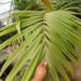 BURRETIOKENTIA KOGHIENSIS RARE NEW CALEDONIAN PALM