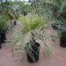 BUTIA PARAGUAYENSIS BLUE-GREEN BUTIA FROM SOUTH AMERICA