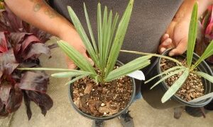 CHAMAEROPS CERIFERA NATIVE TO MOROCCO THE SEMI-DWARF “BLUE MED FAN”