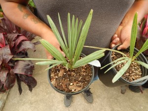 CHAMAEROPS CERIFERA NATIVE TO MOROCCO THE SEMI-DWARF “BLUE MED FAN”