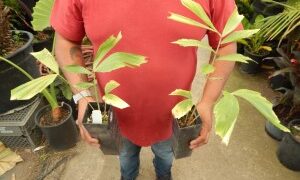 CARYOTA URENS THE GIANT MOUNTAIN FISHTAIL