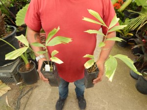 CARYOTA URENS THE GIANT MOUNTAIN FISHTAIL