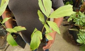 CARYOTA URENS THE GIANT MOUNTAIN FISHTAIL