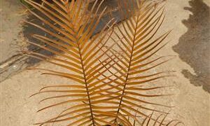 CERATOZAMIA KUESTERIANA SMALL TO MEDIUM SIZED CYCAD