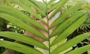 CHAMAEDOREA COSTARICANA ONE OF THE BEST BAMBOO PALMS