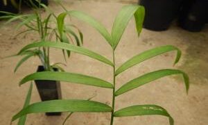 CHAMAEDOREA GLAUCIFOLIA SUPER SIMILAR TO C. PLUMOSA