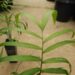 CHAMAEDOREA GLAUCIFOLIA SUPER SIMILAR TO C. PLUMOSA