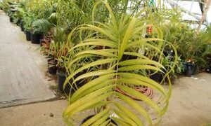 CHAMAEDOREA GLAUCIFOLIA SUPER SIMILAR TO CHAMAEDOREA PLUMOSA (BABY QUEEN)