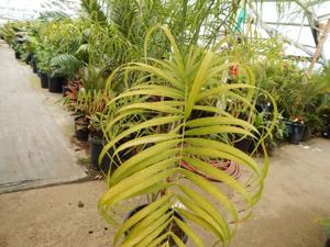 CHAMAEDOREA GLAUCIFOLIA SUPER SIMILAR TO CHAMAEDOREA PLUMOSA (BABY QUEEN)
