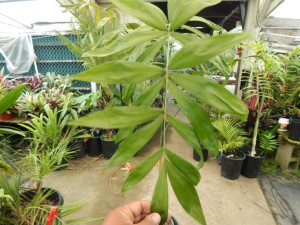 CHAMAEDOREA KLOTZSCHIANA RARE UNDERSTORY PALM – GROUPED LEAFLETS