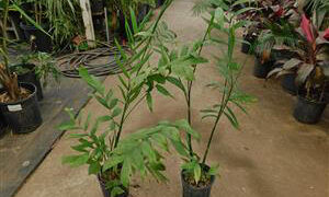 CHAMAEDOREA MICROSPADIX SEMI-DWARF SUCKERING BAMBOO PALM