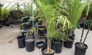 CHAMAEDOREA PLUMOSA THE BABY QUEEN PALM