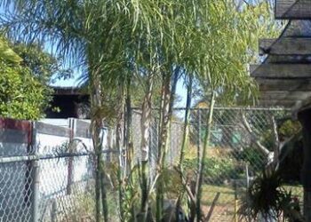 CHAMAEDOREA PLUMOSA THE BABY QUEEN PALM