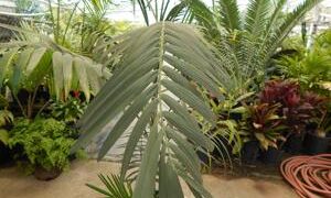 CHAMAEDOREA TRUNKING RADICALIS MEDIUM HEIGHT MATURE – THIN TRUNKS