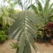 CHAMAEDOREA TRUNKING RADICALIS MEDIUM HEIGHT MATURE – THIN TRUNKS