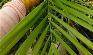 CHAMAEDOREA SEIFRITZII THE MOST CLASSIC OF THE BAMBOO PALMS