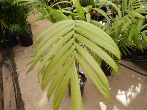CHAMAEDOREA TEPEJILOTE SINGLE TRUNK, TALL SHADE-LOVING PINNATE PALM