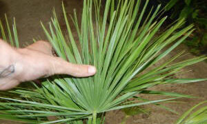 CHAMAEROPS HUMILIS – GREEN FORM LOVES SUN AND HEAT – EXTREMELY COLD HARDY