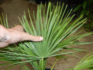 CHAMAEROPS HUMILIS – GREEN FORM LOVES SUN AND HEAT – EXTREMELY COLD HARDY