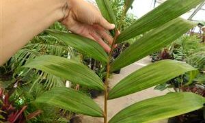CHAMBEYRONIA MACROCARPA THE FLAME THROWER PALM NEW RED EMERGING LEAF