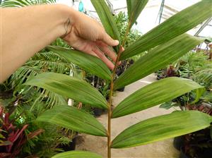 CHAMBEYRONIA MACROCARPA THE FLAME THROWER PALM NEW RED EMERGING LEAF