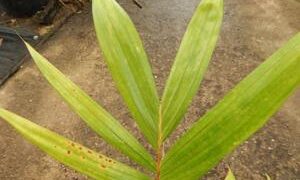 CHAMBEYRONIA MACROCARPA THE FLAME THROWER PALM NEW RED EMERGING LEAF