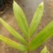 CHAMBEYRONIA MACROCARPA THE FLAME THROWER PALM NEW RED EMERGING LEAF