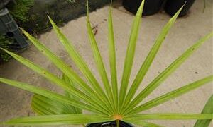 COCCOTHRINAX BARBADENSIS MEDIUM SIZED, NARROW TRUNK