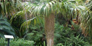 COCCOTHRINAX CRINITA THE OLD MAN PALM