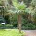 COCCOTHRINAX CRINITA THE OLD MAN PALM