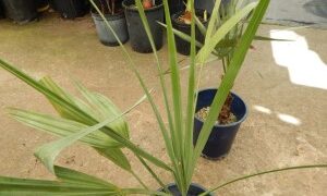 COPERNICIA PRUNIFERA THE CARNUBA WAX PALM