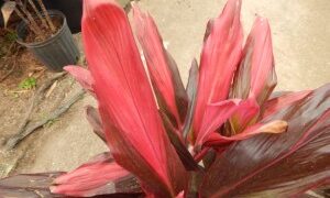 HAWAIIAN TI PLANTS – CORDYLINE FRUITICOSA GREAT COLOR FOR THE GARDEN SHOWN BELOW – VARIETIES THAT MAY COME AVAILABLE AT NURSERY