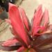 HAWAIIAN TI PLANTS – CORDYLINE FRUITICOSA GREAT COLOR FOR THE GARDEN SHOWN BELOW – VARIETIES THAT MAY COME AVAILABLE AT NURSERY