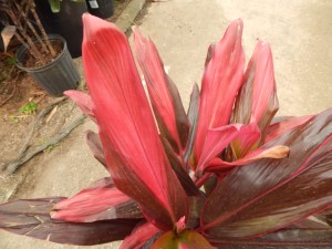 HAWAIIAN TI PLANTS – CORDYLINE FRUITICOSA GREAT COLOR FOR THE GARDEN SHOWN BELOW – VARIETIES THAT MAY COME AVAILABLE AT NURSERY