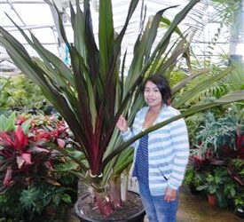 CRINUM AMABILE – PURPLE LEAF LARGE CRINUM TYPE LILY – AKA “QUEEN EMMA LILY