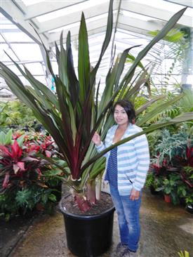full grown money tree plant Pachira aquatica (money tree)
