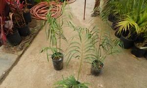 CYCAS PANZHIHUAENSIS X CYCAS DEBAOENSIS CYCAD HYBRID OF TWO RARE SPECIES