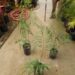 CYCAS PANZHIHUAENSIS X CYCAS DEBAOENSIS CYCAD HYBRID OF TWO RARE SPECIES