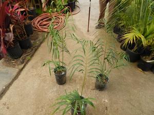 CYCAS PANZHIHUAENSIS X CYCAS DEBAOENSIS CYCAD HYBRID OF TWO RARE SPECIES