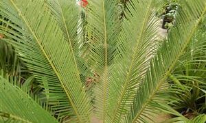 CYCAS TAITUNGENSIS THE EMPEROR CYCAD