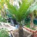 CYCAS THOUARSII