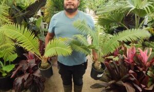 DIOON SPINULOSUM A CUSTOMER FAVORITE CYCAD