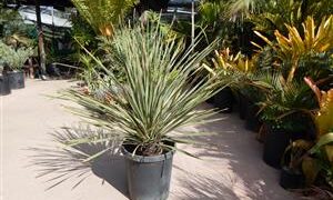 DAYLIRION WHEELERI THE DESERT SPOON