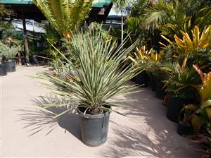 DAYLIRION WHEELERI THE DESERT SPOON