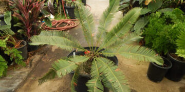 DIOON ANGUSTIFOLIUM THIN LEAFLET GREENT TO BLUE-GREEN CYCAD LIKE SUN AND HEAT