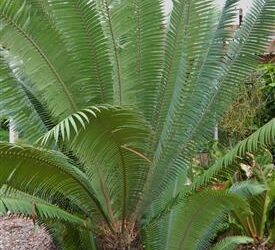 DIOON MEJIAE LUSH AND TROPICAL APPEARING
