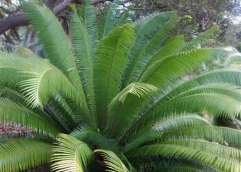 DIOON MEJIAE AN ATTRACTIVE MEDIUM SIZED CYCAD