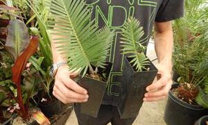 DIOON MEROLAE SLOW GROWING SMALL TO MEDIUM SIZED CYCAD