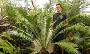 DIOON SPINULOSUM A CUSTOMER FAVORITE CYCAD